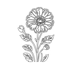 Elegant botanical illustration of a daisy, detailed flower art with a touch of finesse