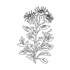 Delicate floral sprig line art illustration on a clean white background
