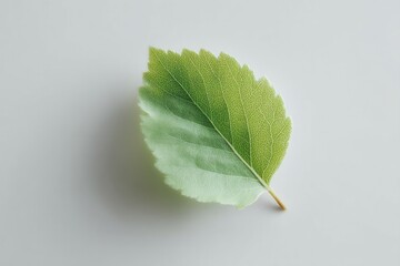 single green leaf rests against bright white background symbolizing renewal and growth