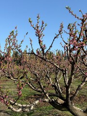 Rows of blooming fruit trees with pink blossoms and fresh green leaves stretch across a sunlit orchard under a clear blue sky.
