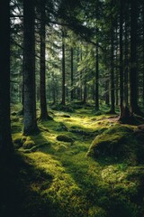 Obraz premium Enchanting forest floor with vibrant moss and towering trees bathed in ethereal sunlight creating a serene and tranquil atmosphere in a lush woodland