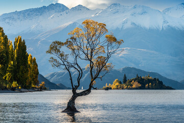 Autumn scene of the iconic lone willow tree (often called 