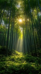 Naklejka premium Lush green bamboo forest with tall trees glowing high resolution photo
