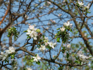 Sparrow Perched Among Spring Blossoms
