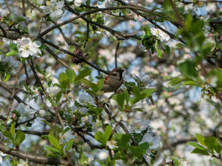 Tiny Sparrow Amidst Apple Tree Flowers
