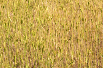 Sunny gold wheat straws