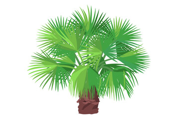 vector flat palm tree. Clip art isolated on transparent background.