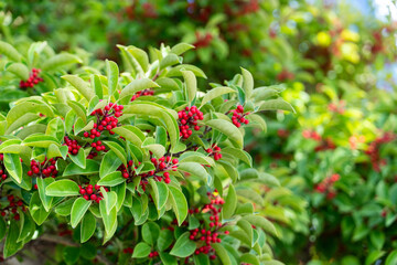 Ilex rotunda Tree with Red Berries and Glossy Green Leaves in Natural Light