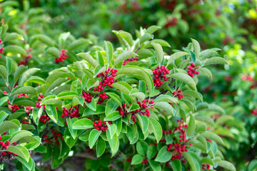 Ilex rotunda Tree with Red Berries and Glossy Green Leaves in Natural Light