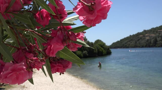 4K Oleanders Flowers on Mediterranean Beach, Sea, View Island, Lefkada Greece
