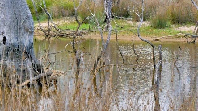 rees in the wetlands