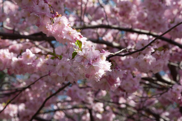 Pink cherry blossom in nice sunny weather. Charming cherry blossoms against a bright blue sky on a sunny day. Pink flowering branches with large lush flowers