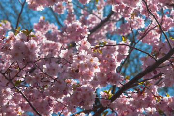 Pink cherry blossom (Japanese cherry blossom) in nice sunny weather. Charming cherry blossoms against a bright blue sky on a sunny day. Pink flowering branches with large lush flowers