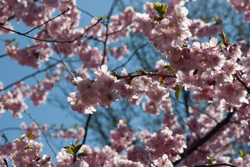 Cherry blossom in full bloom with blue sky