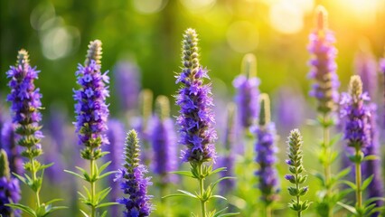Obraz premium Hyssop Blooms with Soft Focused Background, garden, plant, garden, plant, pink, bloom, flowers, herb garden