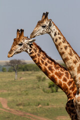 la girafe