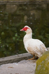 close-up view of a Muscovy duck, characterized by its white plumage and distinct red facial markings, standing near a calm body of water. 