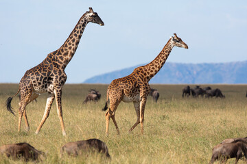 la girafe