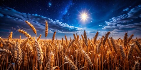 Night Harvest: Ancient Kamut Grain Under Starry Sky