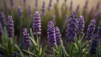 Obraz premium Lavender flowers growing in the garden. Soft selective focus.