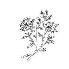 Elegant floral illustration featuring delicate lines and blooming flower branches