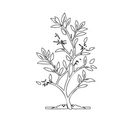 Minimalist botanical illustration of a stylized leafy sapling with trimmed branches