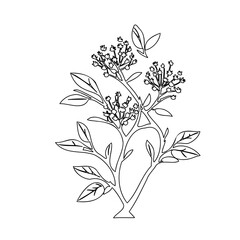 Delicate botanical sketch displaying sprigs of tiny clustered flowers and leaves