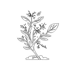 Delicate botanical line art illustration of a flowering plant on white space