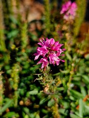 pink and purple flower in the garden
