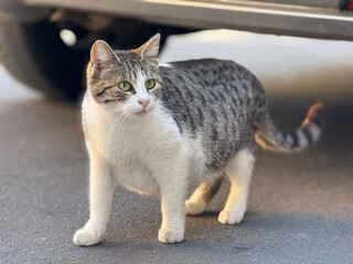 A fat stray cat on the street of Split, Croatia