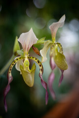 Beautiful garden photos of flowers at The Huntington Gardens in Pasadena California, beautiful and unique orchid flowers