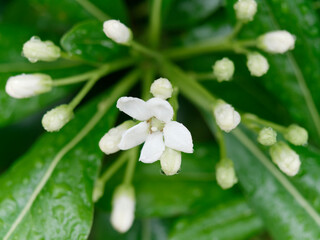 Pittosporum plant wet from the rain