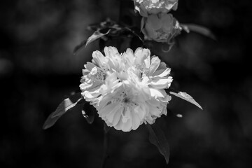 Beautiful garden photos of flowers at The Huntington Gardens in Pasadena California, black and white flowers