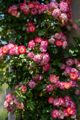 Beautiful garden photos of flowers at The Huntington Gardens in Pasadena California, pink and white roses