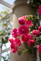 Beautiful garden photos of flowers at The Huntington Gardens in Pasadena California, pink and white roses