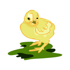 Yellow chicken, little chick. Sweet and adorable baby chick. A colorful and funny bird.