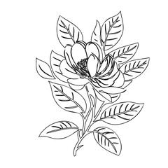 Elegant botanical illustration featuring magnolia blossom and leaf outlines in black line