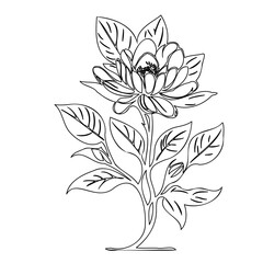 Elegant botanical illustration showcasing the delicate bloom with outlined leaves