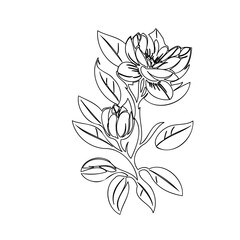 Elegant blossom outline illustration with delicate foliage on a white backdrop