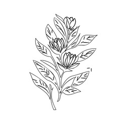Elegant botanical line art illustration of flowers and leaves on a white background