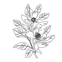Botanical illustration of magnolia blossom with delicate line art for print design