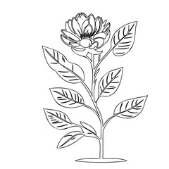 Botanical Line Drawing of a Blossoming Flower and Leafy Stem in White Background