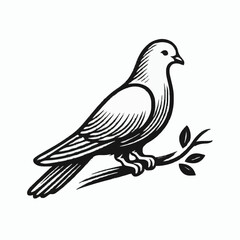 The beauty of peace dove 