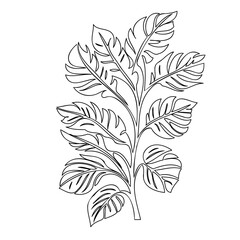 Elegant botanical illustration of tropical leaves in delicate line art style