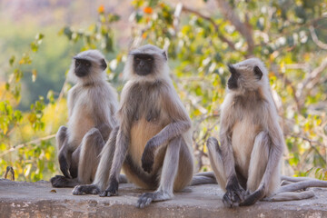 langur indien