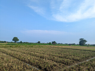 The expanse of green rice fields dominates most of the image. Rice plants appear to be growing well...