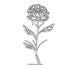 Elegant monochrome line art illustration of a blooming chrysanthemum flower