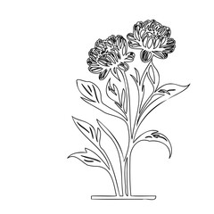 Elegant botanical illustration showcasing the stylized form of peony flowers