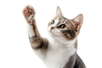 Curious Cat's Playful Paw: A charming tabby cat playfully extends its paw, revealing intricate details of its soft pads, capturing an adorable moment of feline curiosity and charm.