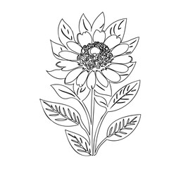 Detailed monochrome botanical illustration of a blooming dahlia flower